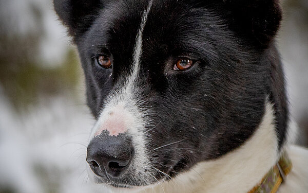 Salt