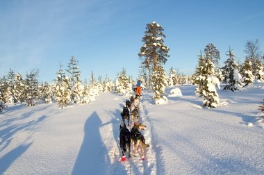 Slädturer i Lappland genom skogen