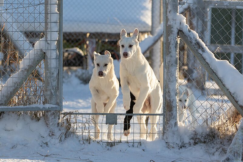 Zwei junge Huskys laufen aus dem Zwinger im Schnee Lappland