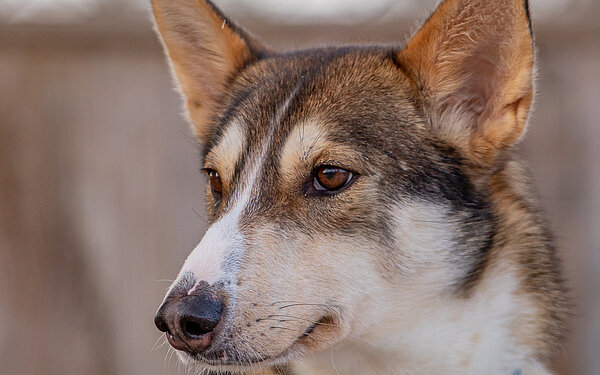 Gaia