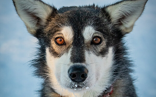 Hekla