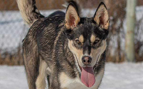 Sirius