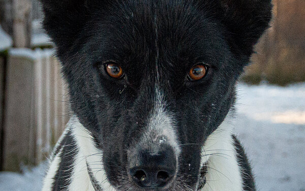 Pepper