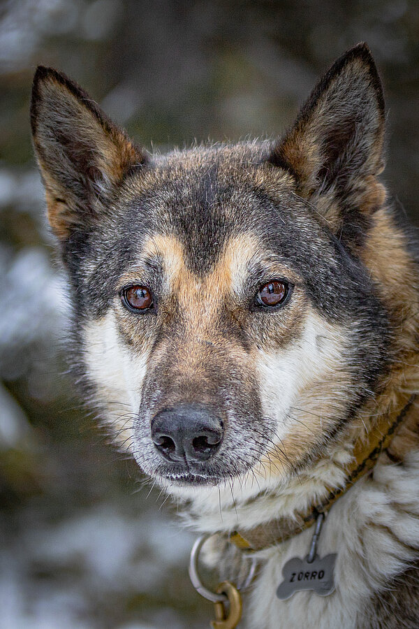 Zorro