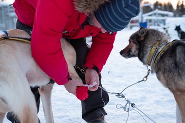 En gäst sätter på hundens strumpor på tossor