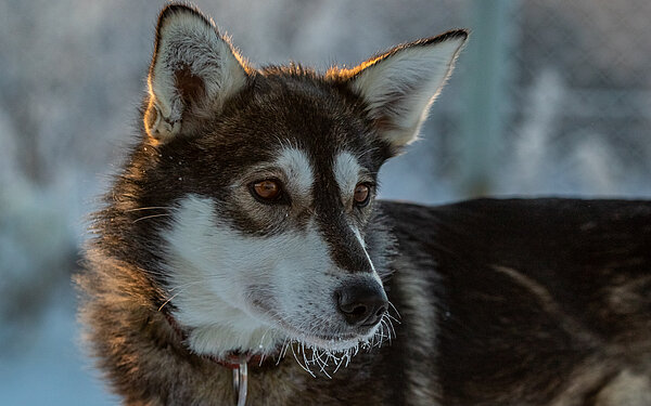 Hekla