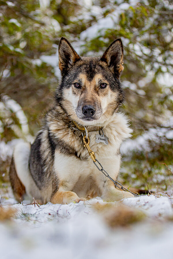 Zorro
