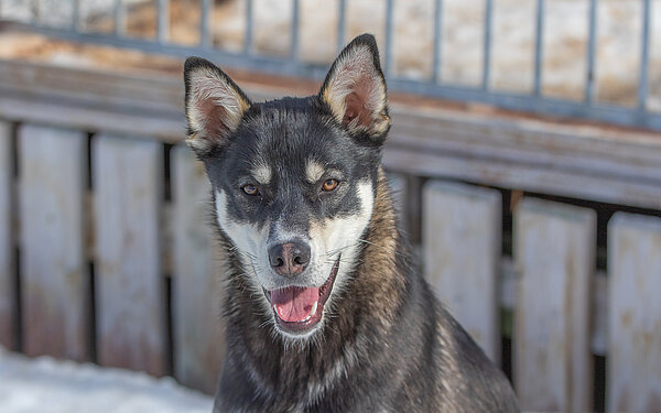 Pollux