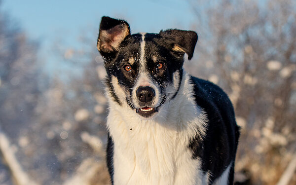 Frida